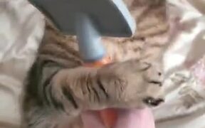 Cat Loves Getting Brushed - Animals - VIDEOTIME.COM