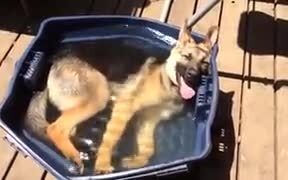 German Shepherd Enjoys A Bath On A Hot Day - Animals - VIDEOTIME.COM