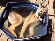 German Shepherd Enjoys A Bath On A Hot Day