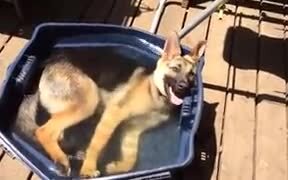 German Shepherd Enjoys A Bath On A Hot Day