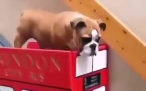 Owner Builds Bus Lift For Dog With Arthritis - Animals - VIDEOTIME.COM