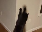 Catto Wants To Catch The Shadow