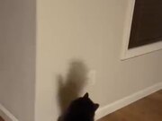 Catto Wants To Catch The Shadow
