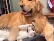 Cat And Dog Act Just Like Lovers!