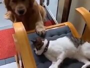 Cat And Dog Act Just Like Lovers!