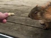 Hand Feeding A Squirrel In The Yard