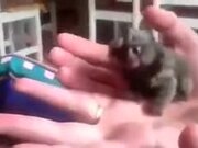 Absolutely Tiny Pygmy Marmoset