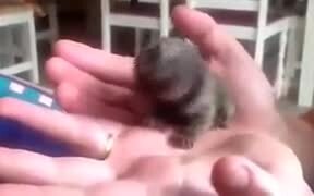 Absolutely Tiny Pygmy Marmoset - Animals - VIDEOTIME.COM