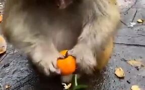 Monkey's Eating Habits Are Better Than Most Humans - Animals - VIDEOTIME.COM