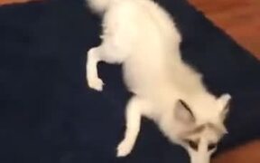 Pet Fox Gets The Zoomies - Animals - VIDEOTIME.COM