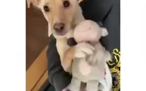 Cute Dog Just Wants To Cuddle With The Plushie - Animals - VIDEOTIME.COM