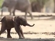 Baby Elephant Takes It's First Steps