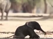 Baby Elephant Takes It's First Steps