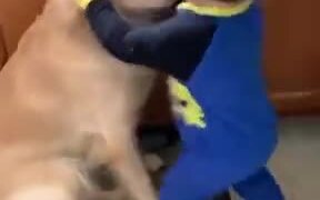 Toddler Hugs Dog, Dog Hugs Back - Animals - VIDEOTIME.COM