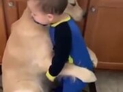 Toddler Hugs Dog, Dog Hugs Back