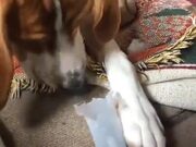 Doggo Has A Lot Of Fun Playing With The Flute