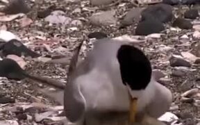 That One Stupid Person In The Family - Animals - VIDEOTIME.COM