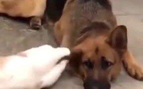 A Gentle Relationship Of A Cat And Dog - Animals - VIDEOTIME.COM