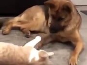 A Gentle Relationship Of A Cat And Dog