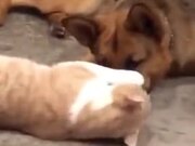 A Gentle Relationship Of A Cat And Dog