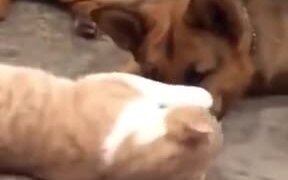 A Gentle Relationship Of A Cat And Dog - Animals - VIDEOTIME.COM