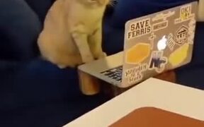 Cat Busy In Laptop - Animals - VIDEOTIME.COM