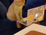Cat Busy In Laptop