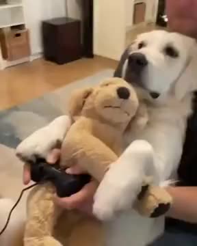 A Perfect Dog For Gamers