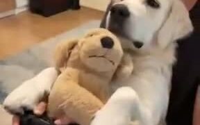 A Perfect Dog For Gamers - Animals - VIDEOTIME.COM