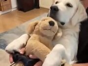 A Perfect Dog For Gamers