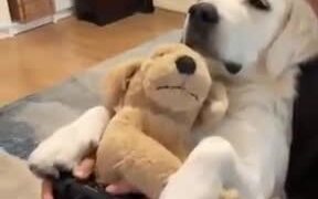A Perfect Dog For Gamers - Animals - VIDEOTIME.COM