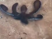 A Spitting Octopus