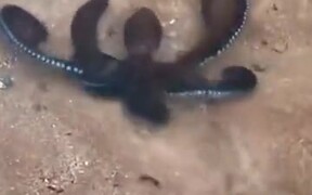 A Spitting Octopus - Animals - VIDEOTIME.COM