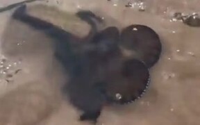 A Spitting Octopus - Animals - VIDEOTIME.COM