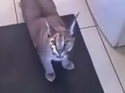 Pet Caracal Doesn't Appreciate Being Petted