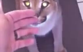 Pet Caracal Doesn't Appreciate Being Petted - Animals - VIDEOTIME.COM