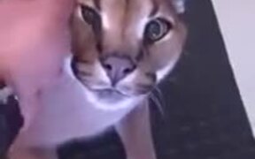 Pet Caracal Doesn't Appreciate Being Petted - Animals - VIDEOTIME.COM