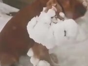 Cocker Spaniel Looks Just Like A Snowball!