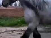 The Biggest Horse