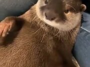 Otter Gets Grumpy And Makes Noises