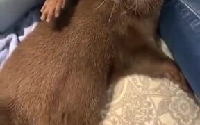 Otter Gets Grumpy And Makes Noises - Animals - VIDEOTIME.COM