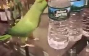 Parrot Gets Happy After Flipping Over Bottles - Animals - VIDEOTIME.COM