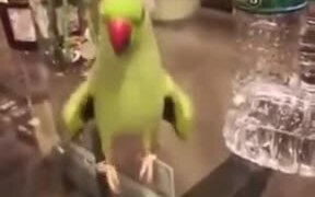 Parrot Gets Happy After Flipping Over Bottles - Animals - VIDEOTIME.COM