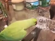 Parrot Gets Happy After Flipping Over Bottles