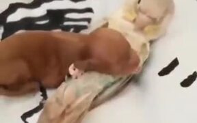 Newborn Puppy Cuddles With Parrot! - Animals - VIDEOTIME.COM