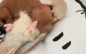 Newborn Puppy Cuddles With Parrot! - Animals - VIDEOTIME.COM