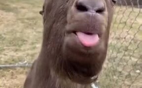 Goat Flops Around It's Tongue - Animals - VIDEOTIME.COM