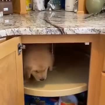 A Puppy Trapping Kitchen Drawer