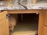A Puppy Trapping Kitchen Drawer