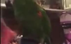 Parrot Wants To Play Peekaboo - Animals - VIDEOTIME.COM